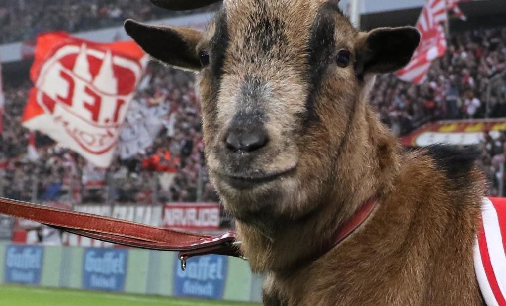 Bundesliga 2: Harapósak a kecskék Németországban!