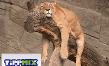 Vajon mennyire fáradtak az Európa Ligás csapatok? - 2013-10-27