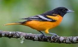 Mlb 2.0 Rakétaszárnyú villámmadár