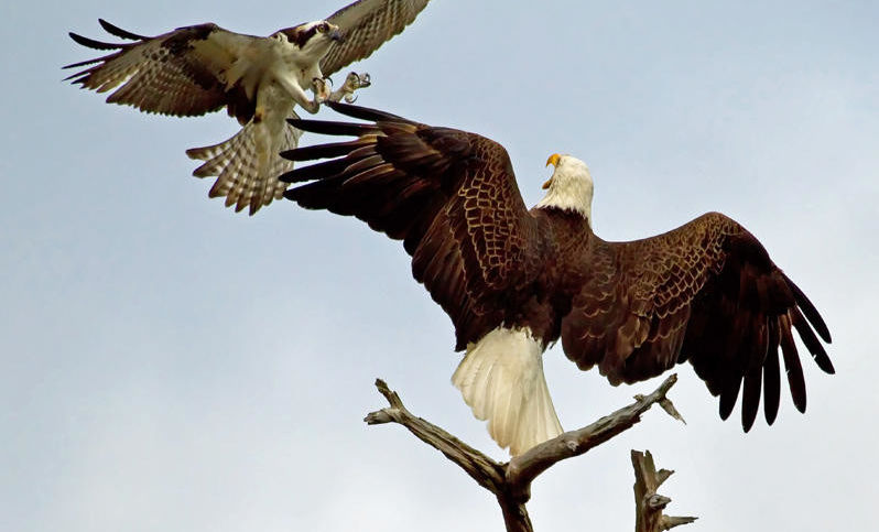 NFL Madártávlatból